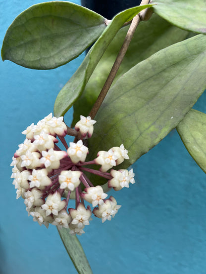 Hoya Jennifer