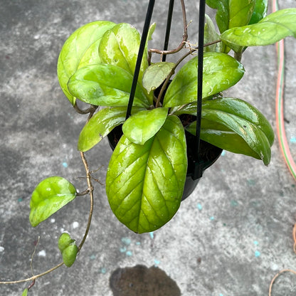 Hoya Viola