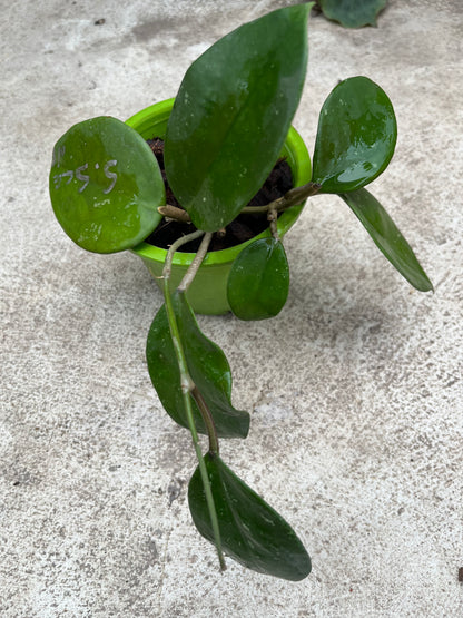 Hoya Sweet Scent