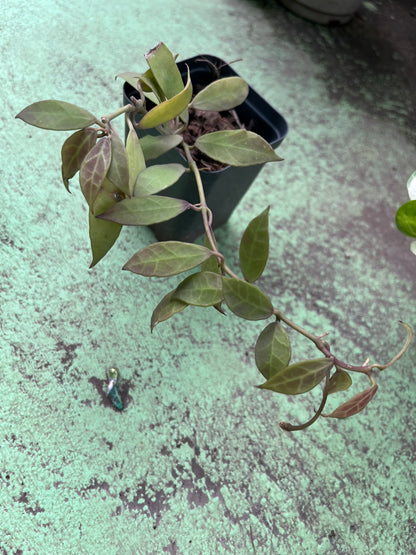 Hoya lacunosa , a charming plant known for its sweetly scented, star- shaped blossoms and lush foliage. Hoya lacunosa adds a touch of elegance and fragrance to any space.