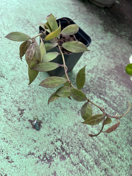 Hoya lacunosa , a charming plant known for its sweetly scented, star- shaped blossoms and lush foliage. Hoya lacunosa adds a touch of elegance and fragrance to any space.