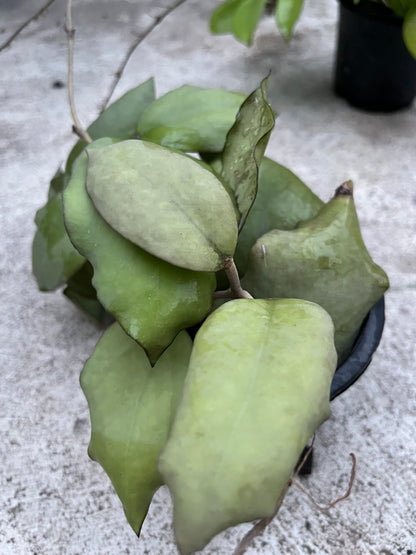 Hoya  Ah Seed 002