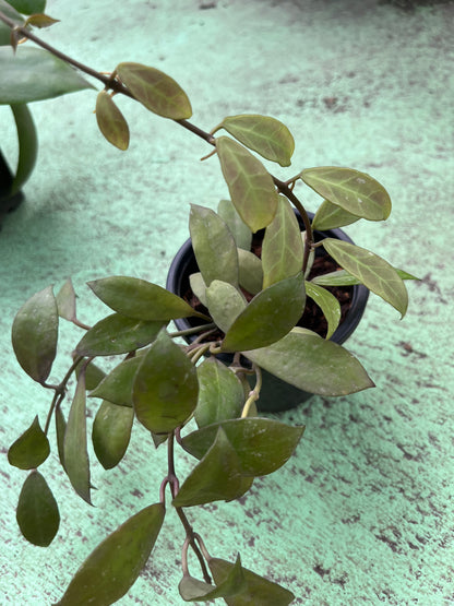 Hoya lacunosa , a charming plant known for its sweetly scented, star- shaped blossoms and lush foliage. Hoya lacunosa adds a touch of elegance and fragrance to any space.