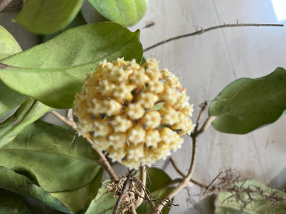 Hoya Viola