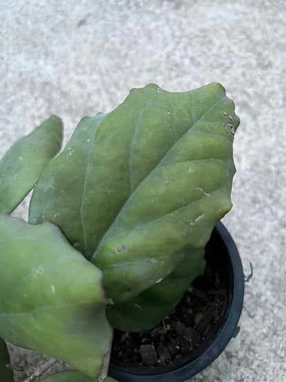 Hoya  Ah Seed 002