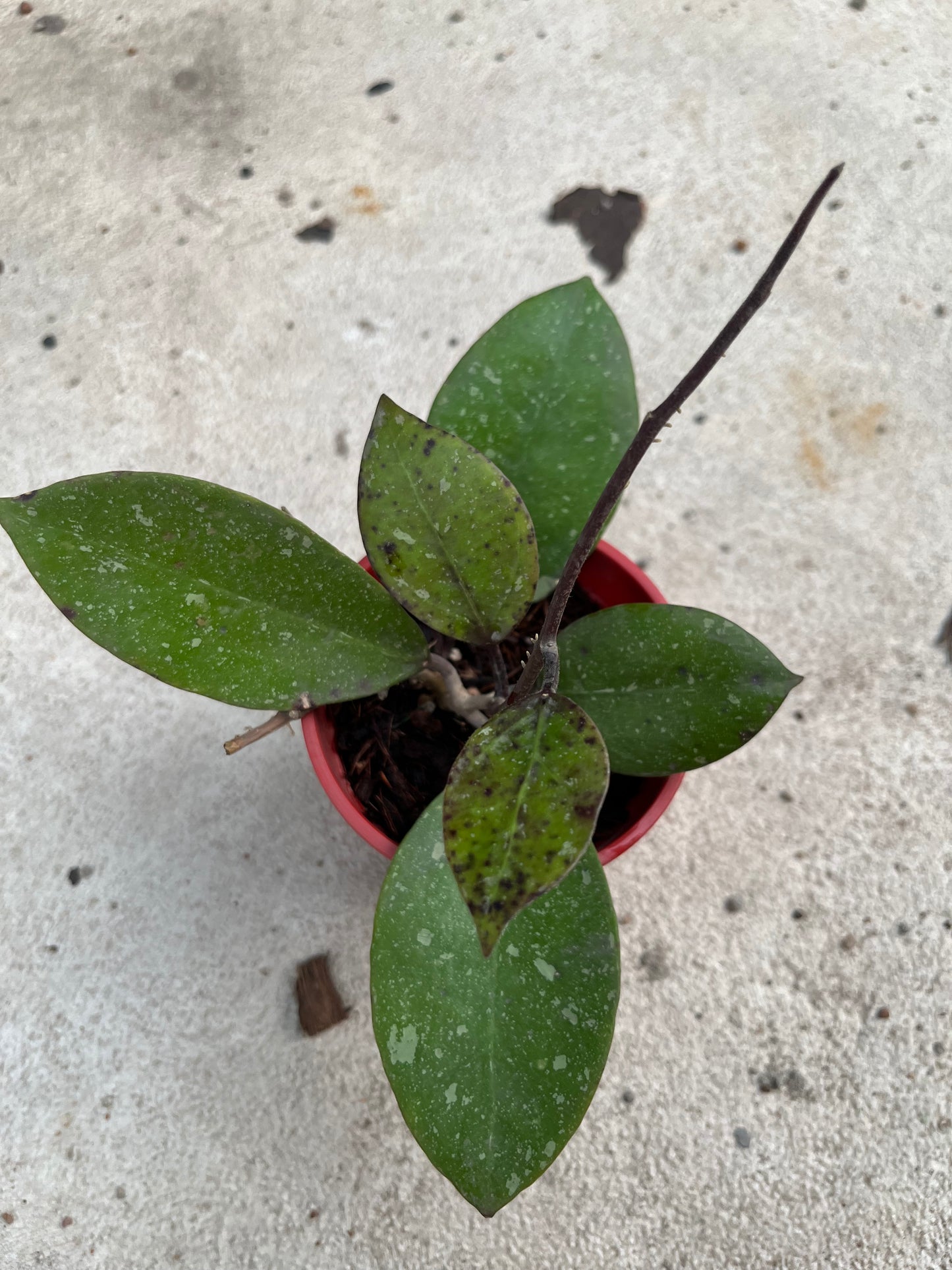 Hoya A H 053