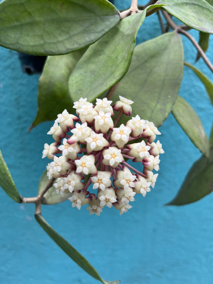 Hoya Jennifer