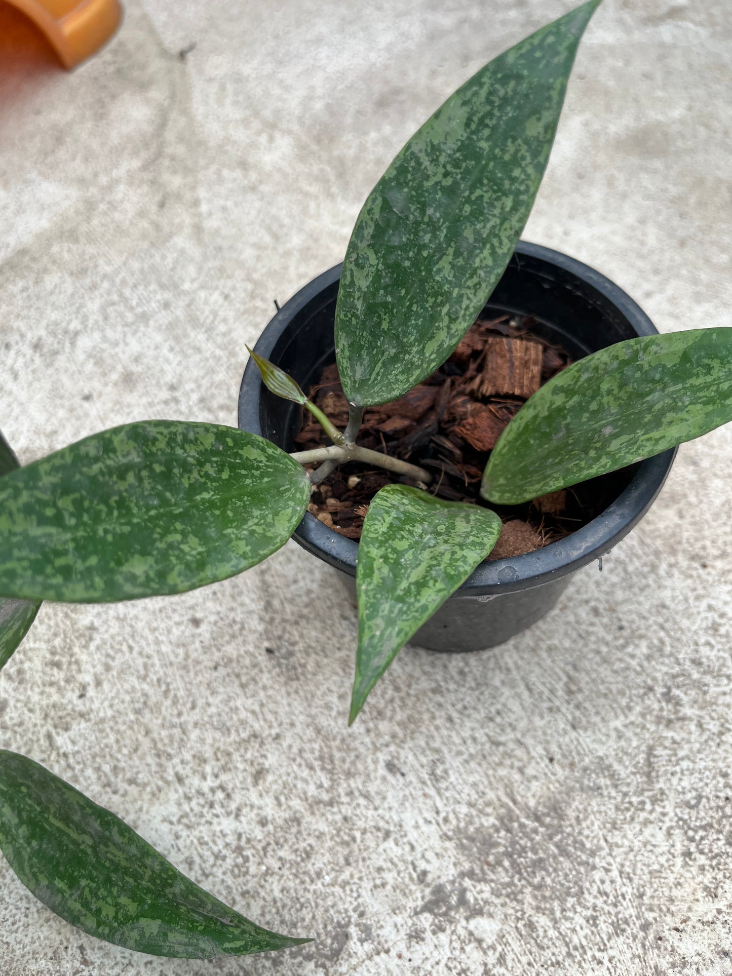 Hoya Rangsan Splash