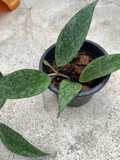 Hoya Rangsan Splash