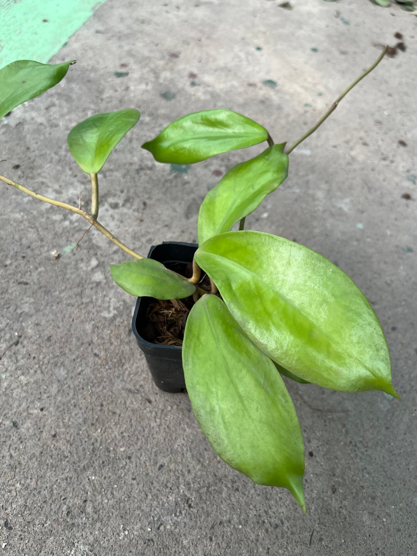 Hoya Elmeri