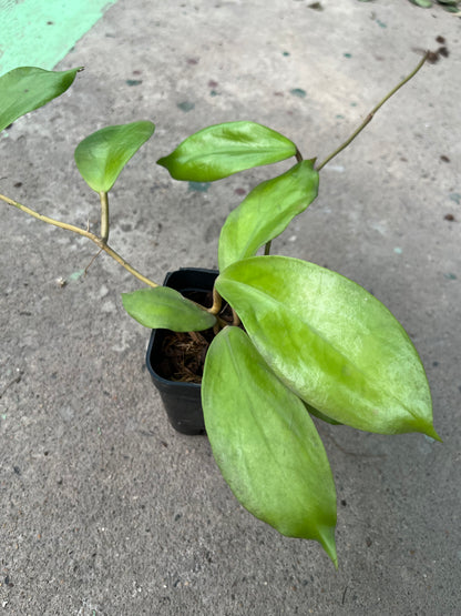 Hoya Elmeri