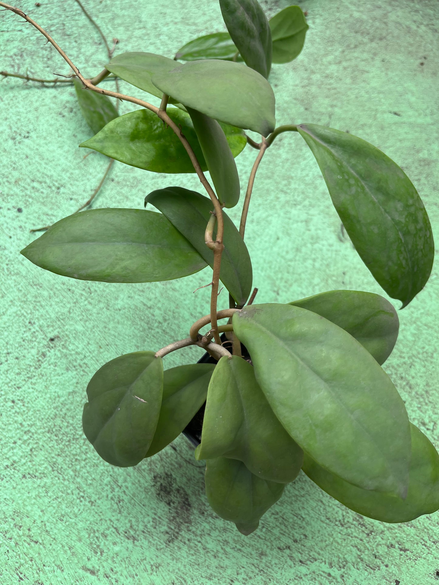 Hoya Elmeri