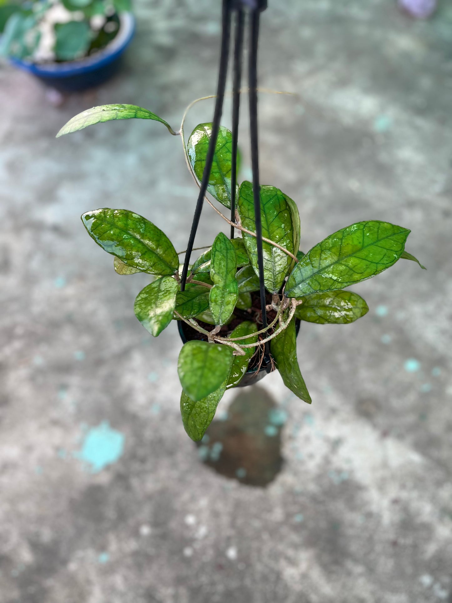 Hoya Finlaysonii Long Leaf