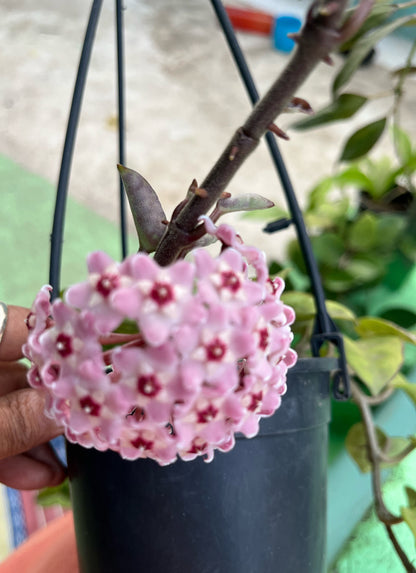 Hoya Krinkle