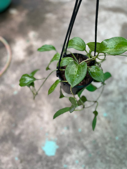 Hoya Latifolia