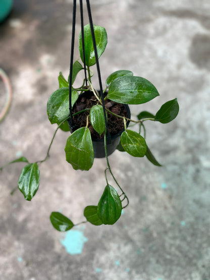 Hoya Latifolia