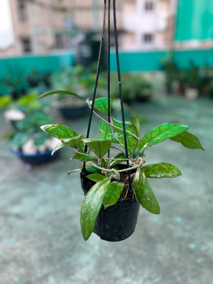 Hoya Finlaysonii Long Leaf