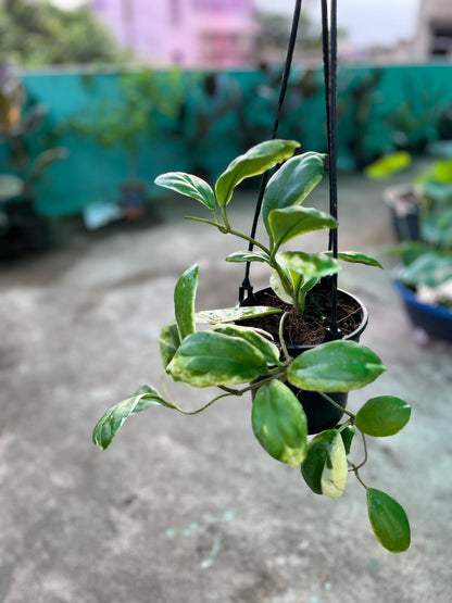 Hoya Incrassata Marginata