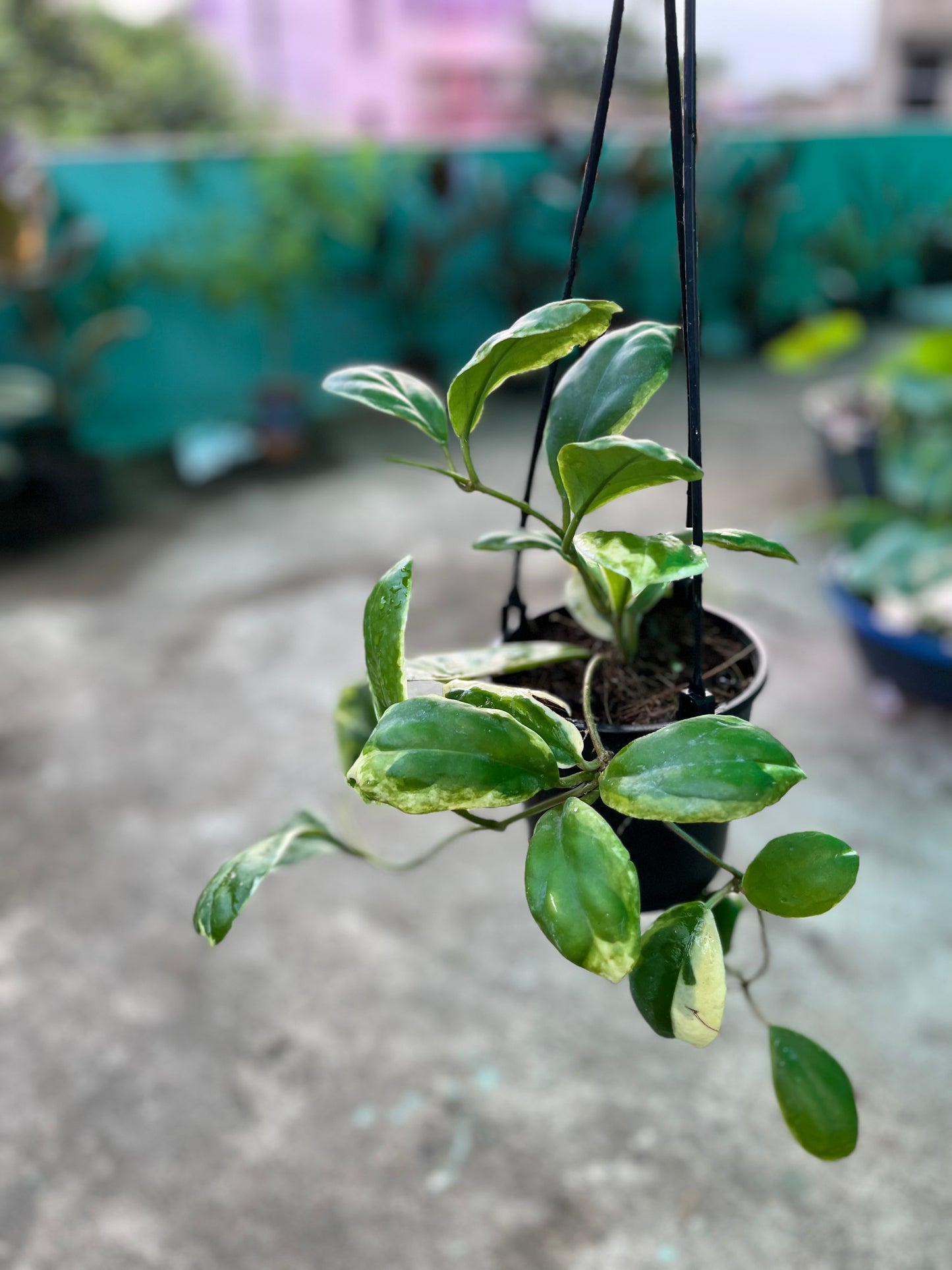 Hoya Incrassata Marginata