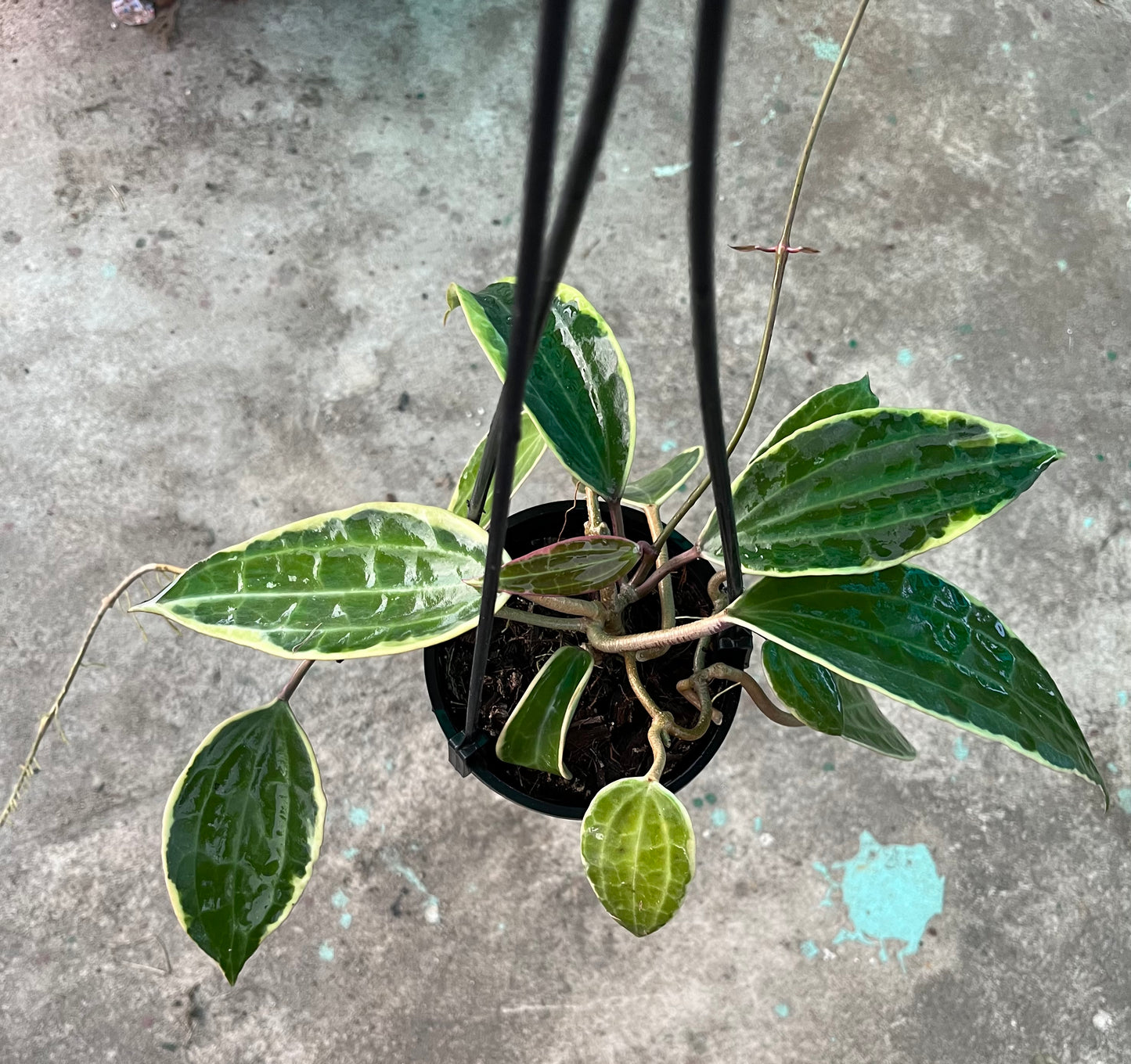 Hoya Macrophylla