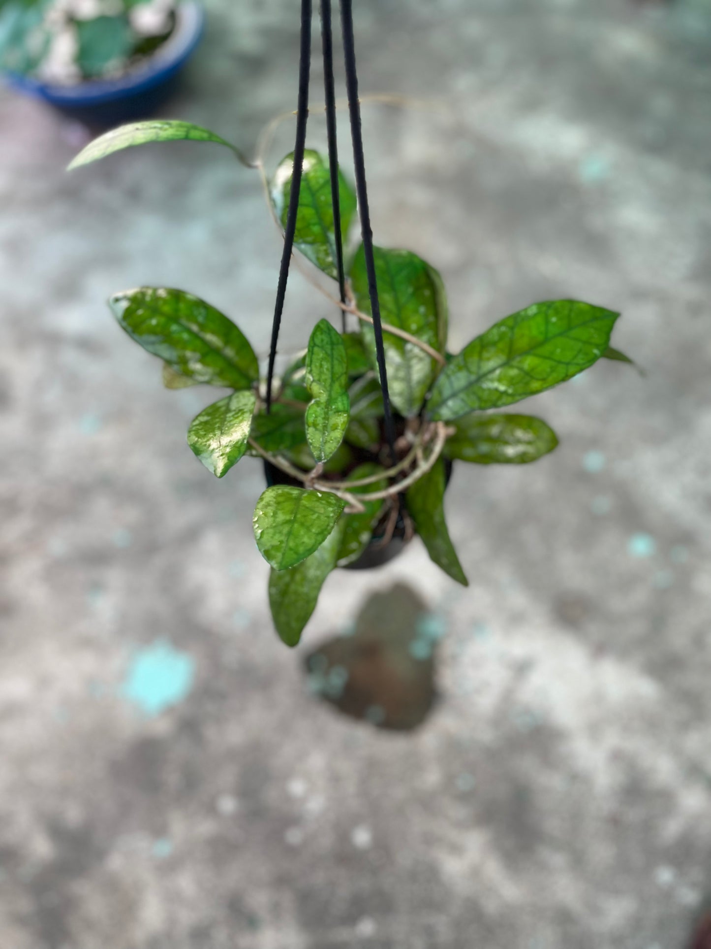 Hoya Finlaysonii Long Leaf