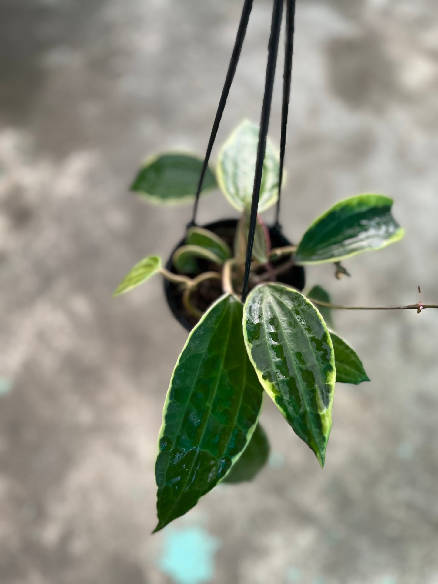 Hoya Macrophylla