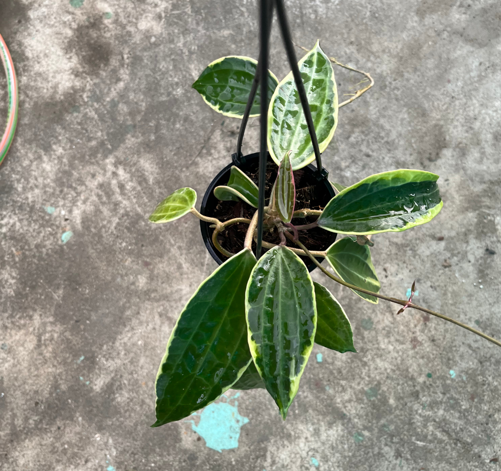 Hoya Macrophylla