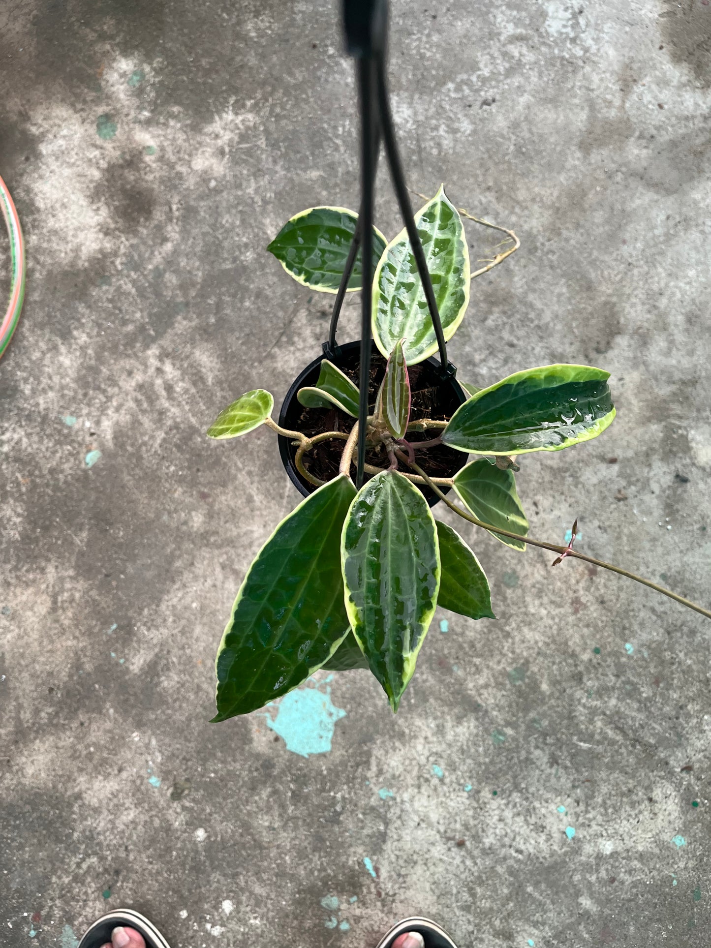 Hoya Macrophylla