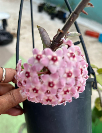 Hoya Krinkle
