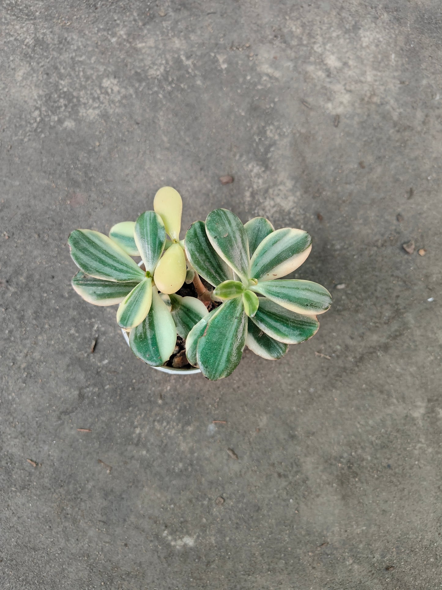 Variegated Crassula - Unique Succulent with Stunning Color Patterns | Premium Quality Plants