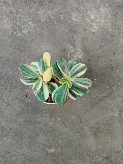 Variegated Crassula - Unique Succulent with Stunning Color Patterns | Premium Quality Plants