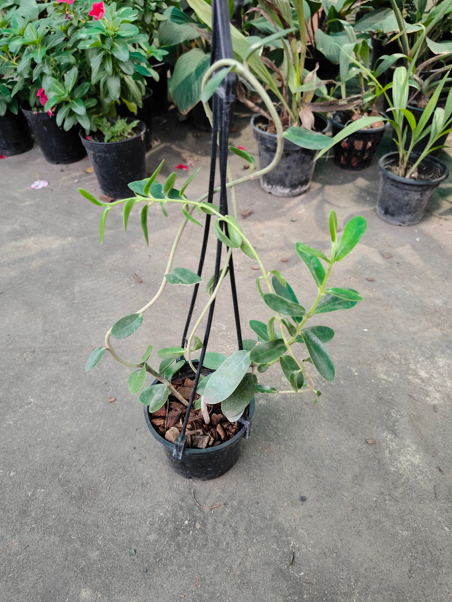 Hoya Cumingiana - Rare Tropical Succulent for Sale | Exotic Plant Nursery