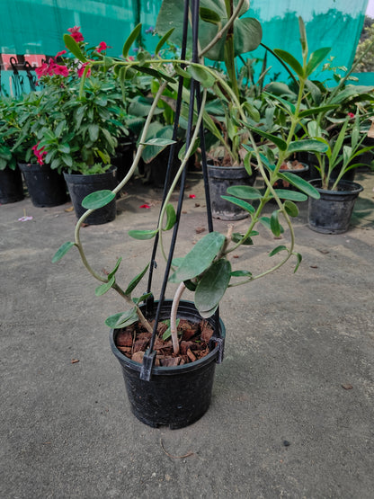 Hoya Cumingiana - Rare Tropical Succulent for Sale | Exotic Plant Nursery