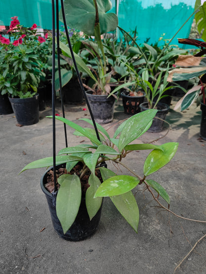 Hoya Carnosa Splash- Heart-Leaf Wax Plant for Sale | Lush and Hardy Indoor Plant