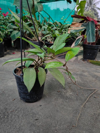 Hoya Carnosa Splash- Heart-Leaf Wax Plant for Sale | Lush and Hardy Indoor Plant