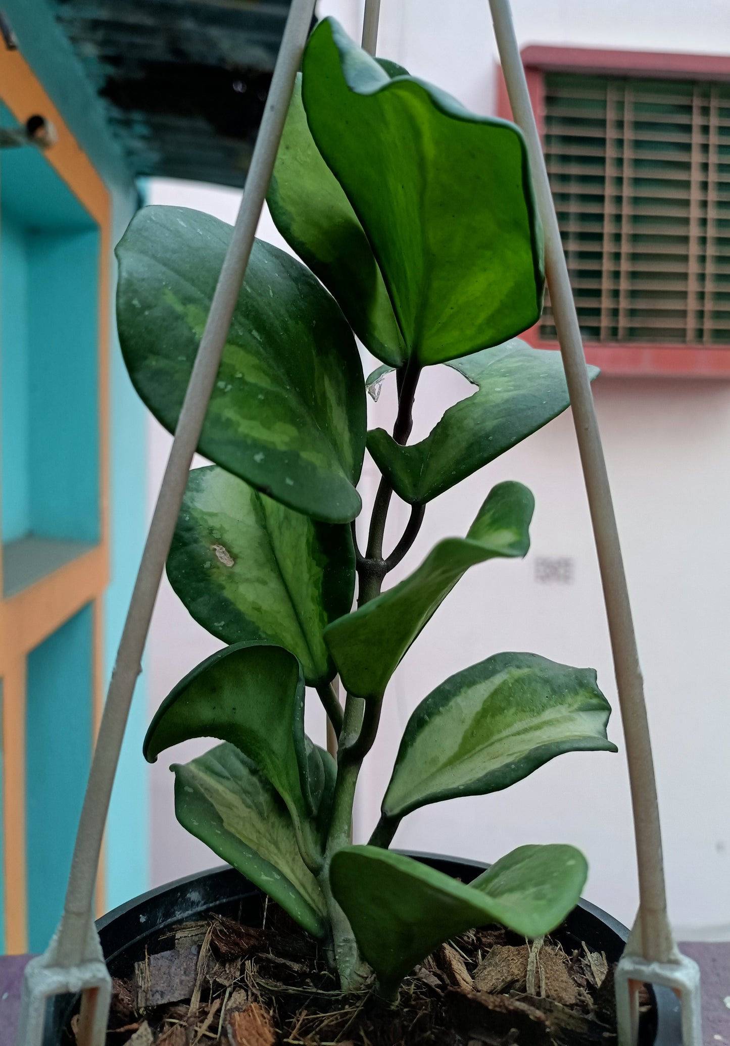 Hoya Obovata Variegated 8+ leaves