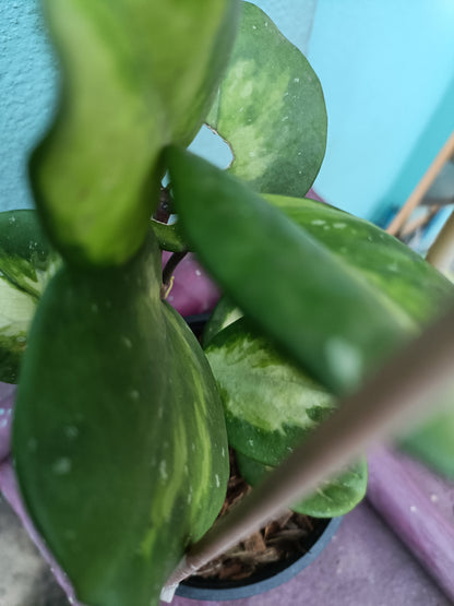 Hoya Obovata Variegated 8+ leaves