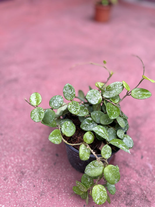 Hoya Curtisii