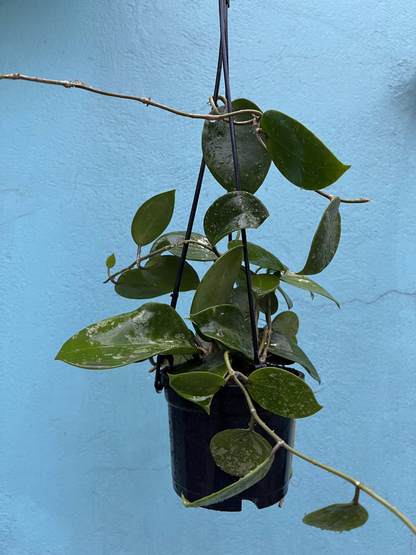 Hoya Parasitica Splash / Heart Leaves