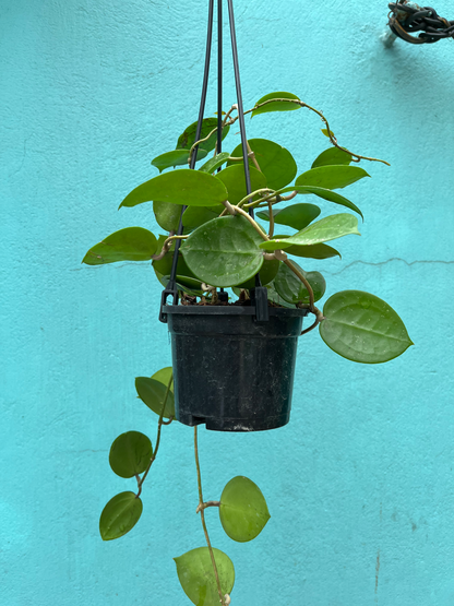 Hoya Parasitica Splash / Heart Leaves