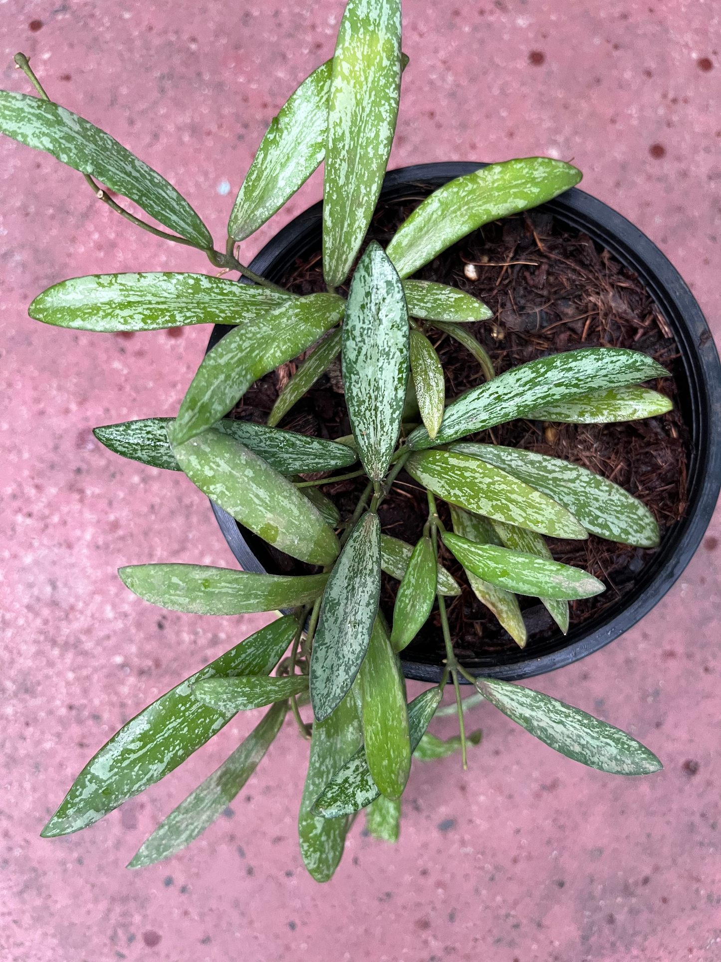 Hoya Sigillatis - Indoor Plant