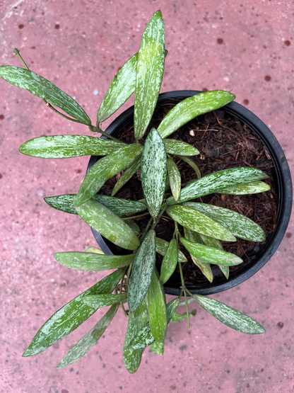 Hoya Sigillatis - Indoor Plant