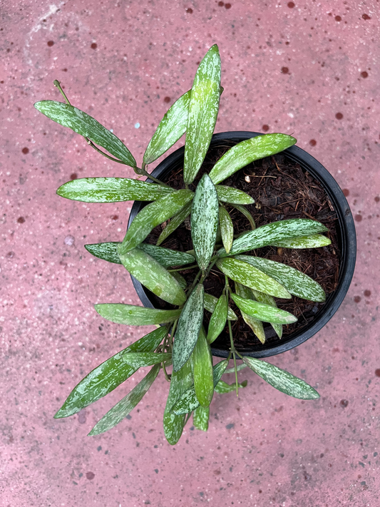 Hoya Sigillatis - Indoor Plant (3" Pot) (20-25 Leaves)