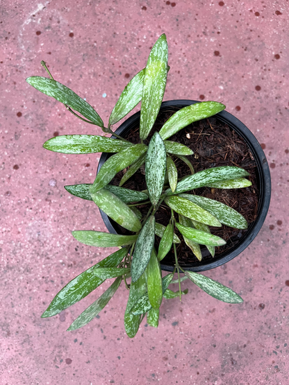 Hoya Sigillatis - Indoor Plant