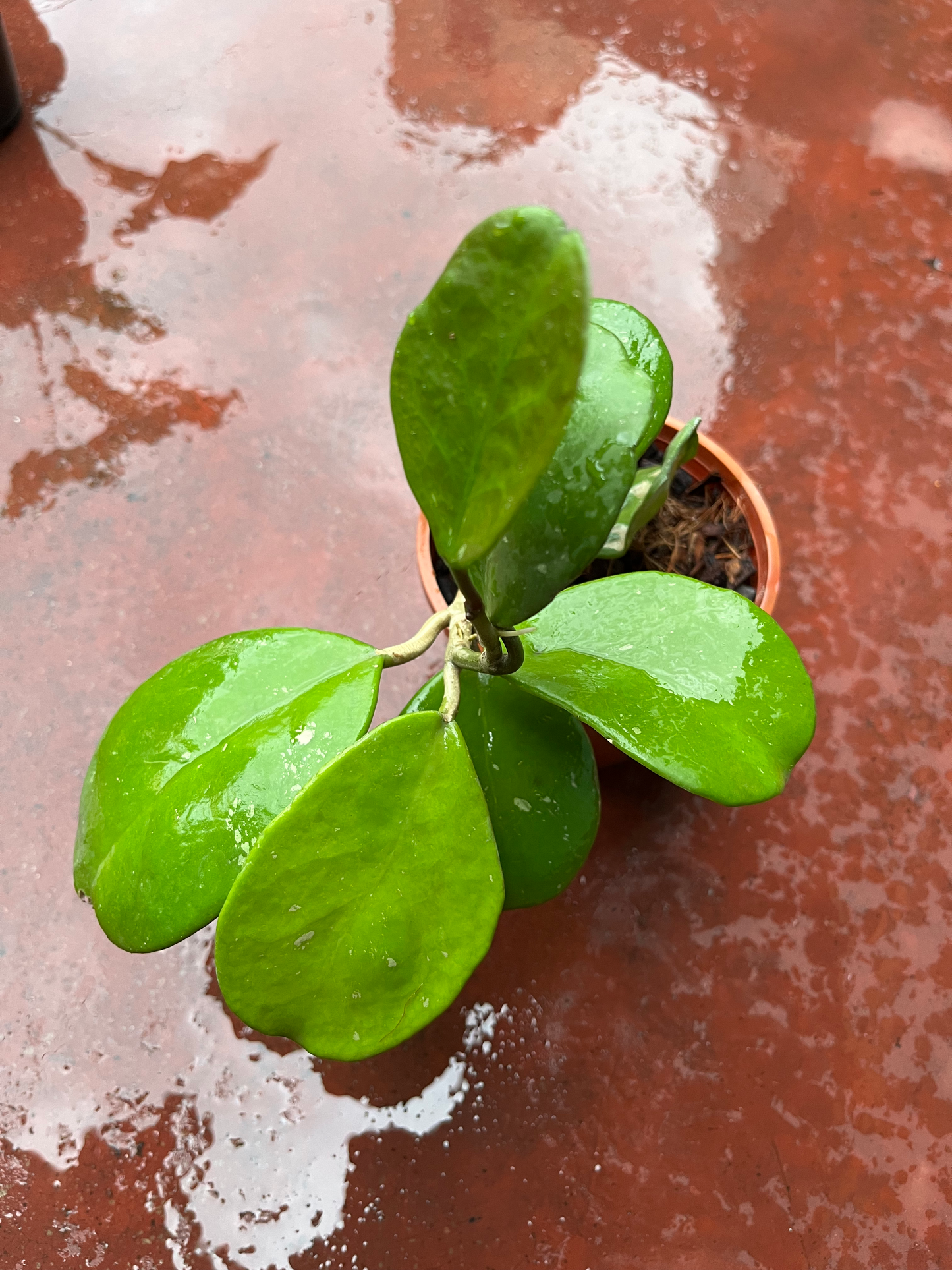 Hoya Kerrii