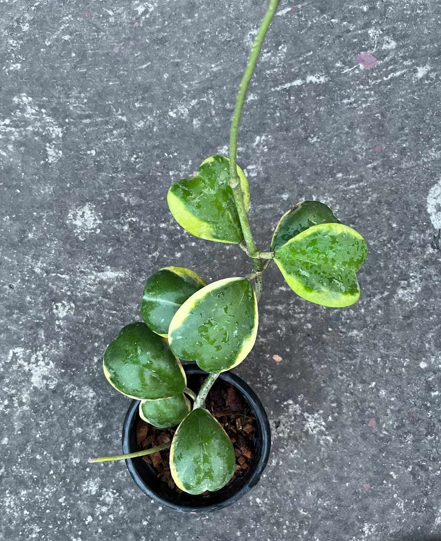 Hoya Kerri Reverse variegated