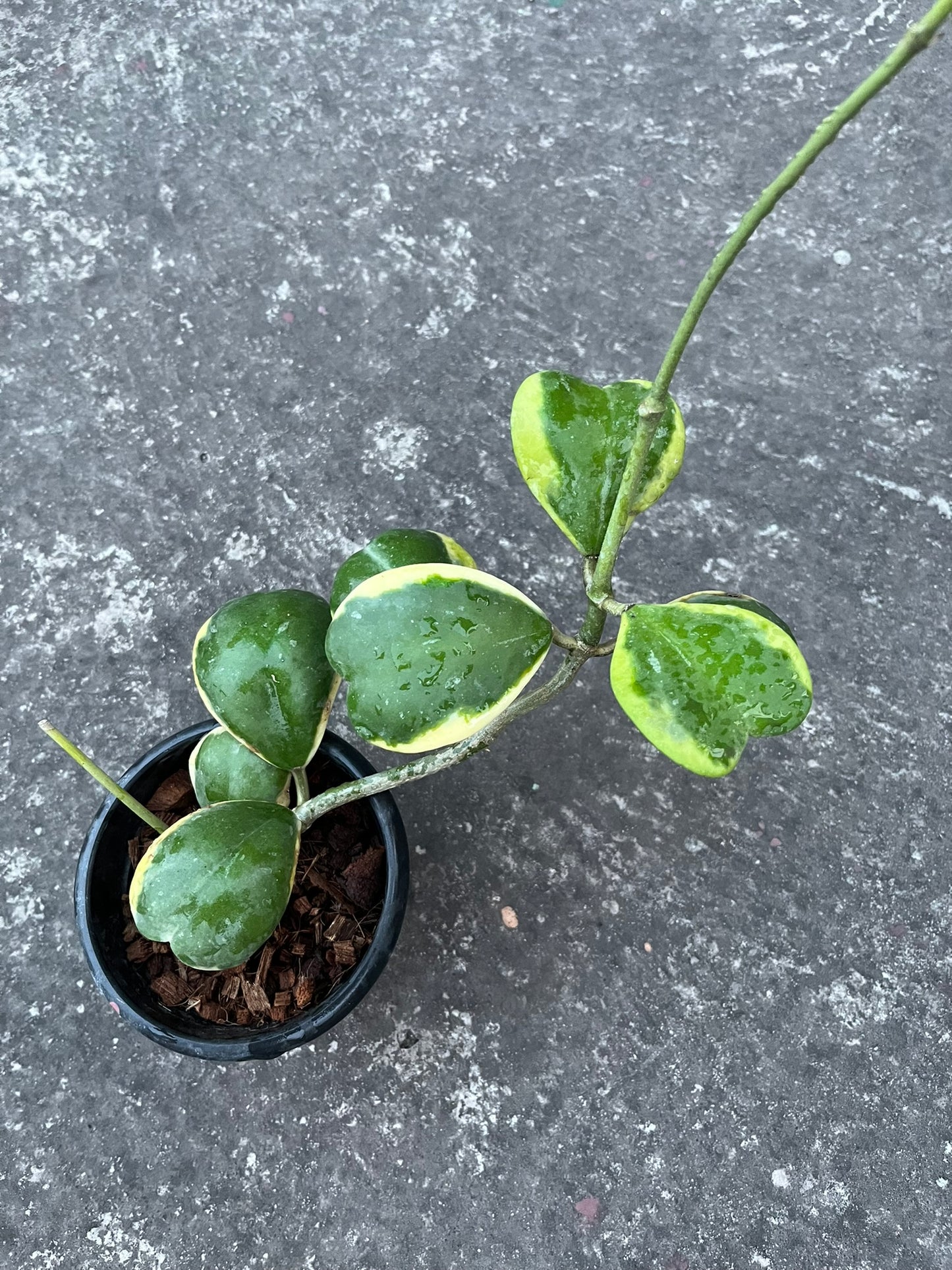 Hoya Kerri Reverse variegated