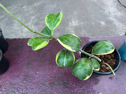 Hoya Kerri Reverse variegated