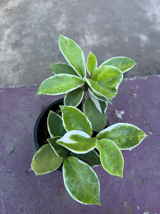 Hoya Krimson Queen