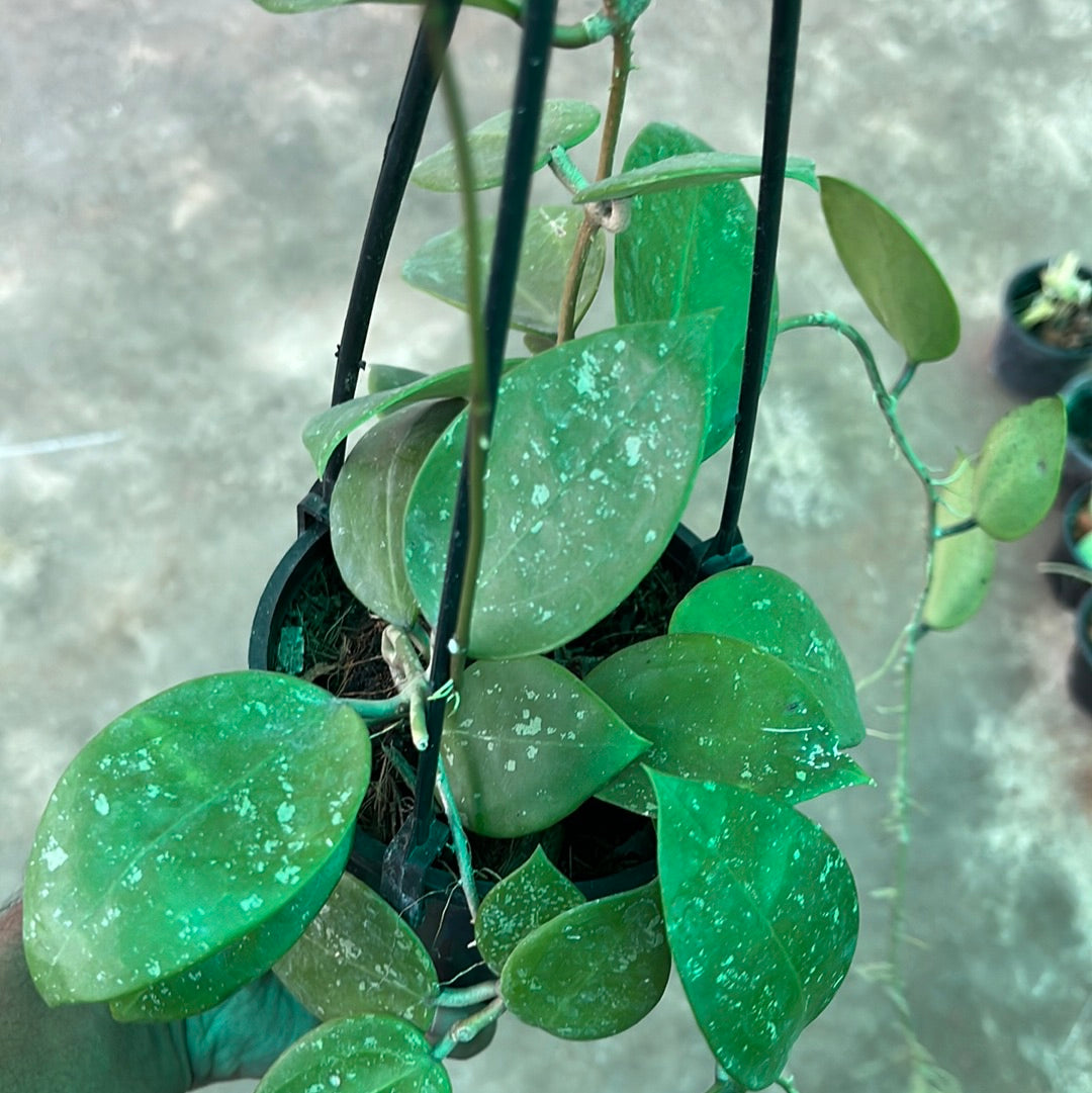 Hoya Parasitica Splash / Heart Leaves